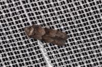Blastobasis