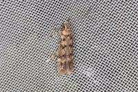 Bryotropha domestica