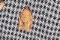 Clepsis consimilana