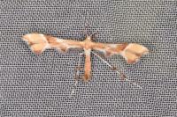 Cnaemidophorus rhododactylus