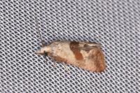 Falseuncaria ruficiliana