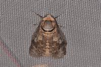 Cossus cossus