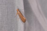 Crassa unitella