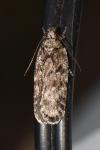 Depressaria