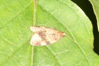 Epagoge grotiana