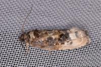 Hedya nubiferana
