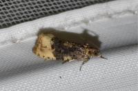 Hedya ochroleucana
