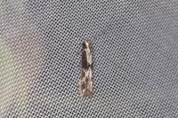 Blastodacna