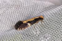 Monopis obviella