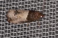 Notocelia roborana