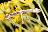 Oidaematophorus lithodactylus