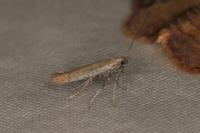 Aspilapteryx tringipennella