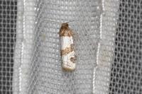 Periclepsis cinctana