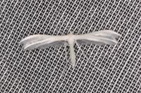 Pterophorus pentadactylus