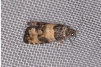 Piniphila bifasciana