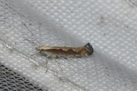 Plutella xylostella