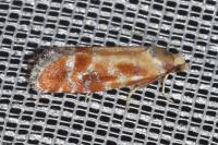 Rhyacionia buoliana