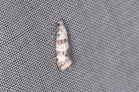 Scythropia crataegella