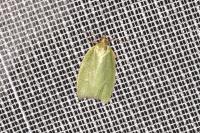 Tortrix viridana