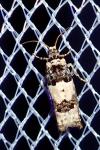 Epinotia thapsiana