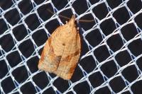 Clepsis consimilana
