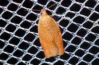 Clepsis consimilana
