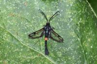 Synanthedon myopaeformis