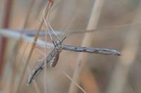 Agdistis