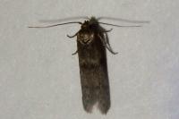 Blastobasis phycidella