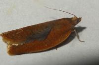Clepsis consimilana