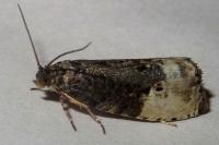 Hedya nubiferana