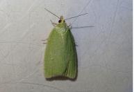 Tortrix viridana