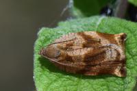 Archips crataegana