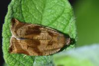 Archips crataegana