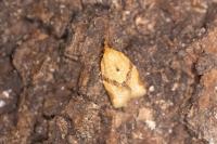 Clepsis consimilana