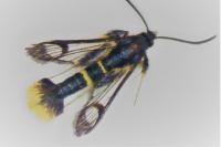 Synanthedon andrenaeformis