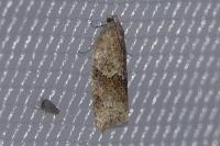 Syndemis musculana