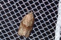 Syndemis musculana