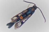 Synanthedon myopaeformis