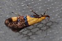 Oecophora bractella