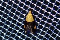 Oecophora bractella
