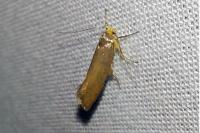 Crassa unitella