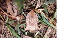 Archips podana
