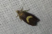 Dichrorampha petiverella