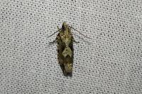 Zeiraphera isertana