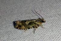 Zeiraphera isertana