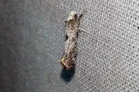Paraswammerdamia albicapitella