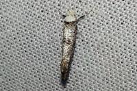 Paraswammerdamia albicapitella