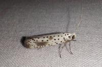 Yponomeuta irrorella