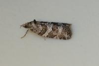 Cnephasia